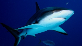 MediaEarth - Bahamas 2017 - DSC02440_rc - Caribbean reef shark - Requin gris des caraibes - Carcharhinus perezi